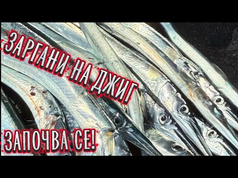 Видео: ПЪРВИ ЗАРГАНИ ЗА  2025 г.! Риболов на заргани на пилкер(джиг).