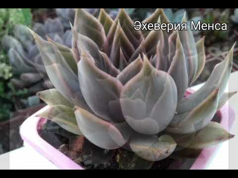 Видео: Эхеверия.Фото с названиями.Моя коллекция.Часть 1