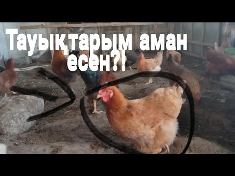 Видео: Құстарыма сабақтан кейін келдім. Атырау ыссы!