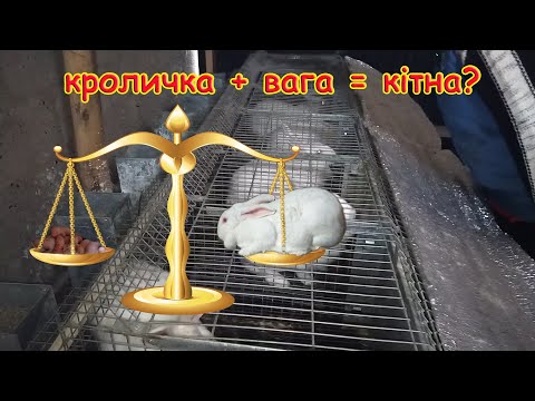 Видео: ВИЗНАЧИТИ ПО ВАЗІ, ЧИ КІТНА КРОЛИЧКА МОЖЛИВО?//ЕКСПЕРИМЕНТ