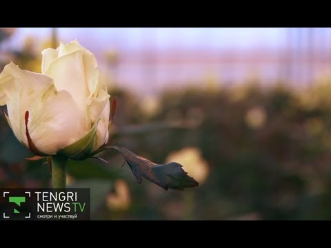 Видео: Как выращивают голландские розы в Казахстане