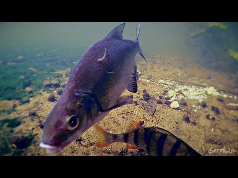 Видео: Атака Окуня на Пескаря, который Клюнул на Опарыша в Реке! Подводная съемка