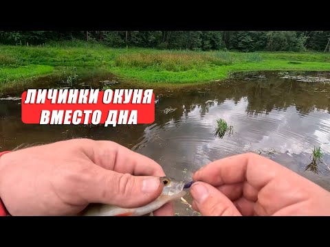 Видео: Как поймать окуня летом 🎣 Ловля на Dayo Atarashii — рыбалка в удовольствие