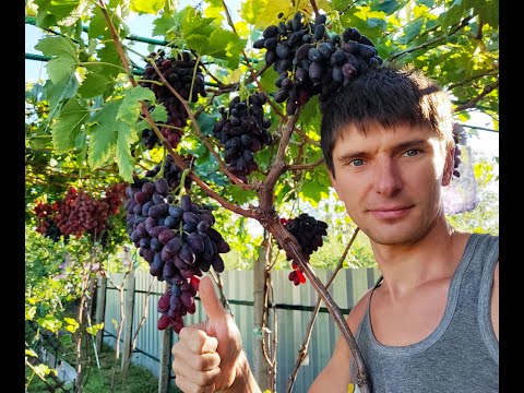 Видео: Найдён, Валенсия, Красавец, Посейдон.