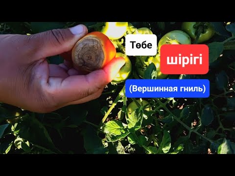 Видео: Қызанақ аурулары / қызанақты төбесі неге шірік болады?