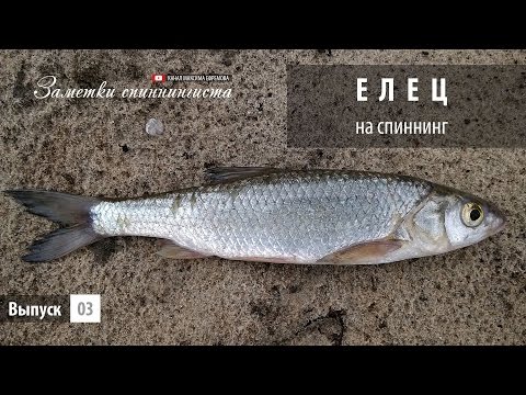 Видео: Елец на спиннинг