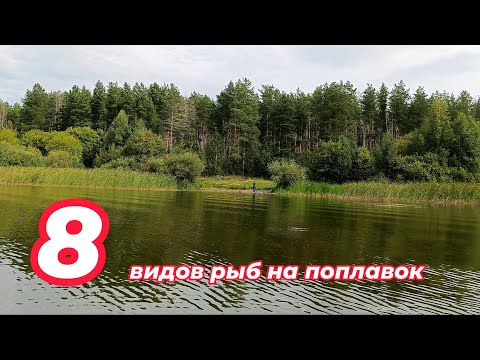 Видео: 8 видов рыб на поплавок.  Рыбалка в заливе Волги