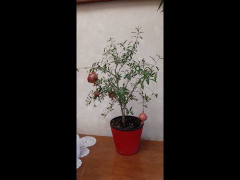 Видео: Комнатный гранат Нана. Подготовка к осени, стрижка, чистка