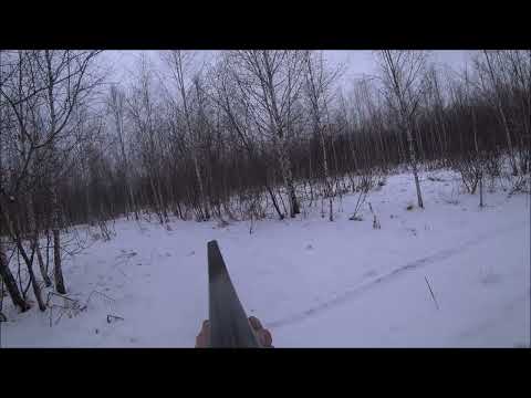 Видео: Охота с гончей на зайца!!! Такое ещё не видел!