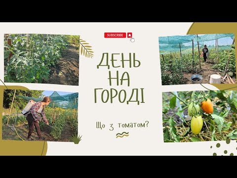 Видео: Серпневі роботи на городі. Пасинкувати томати чи ні й чому? Підв'язування томатів 