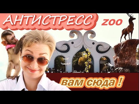 Видео: ТАШКЕНТСКИЙ ЗООПАРК 🐒 АНТИСТРЕСС и САМЫЕ МИЛЫЕ ЖИВОТНЫЕ 🐾 Tashkent Zoo! Узбекистан!