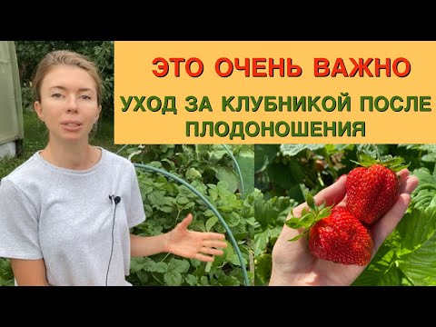 Видео: Летний уход за клубникой для будущего урожая. Выбираем правильные саженцы