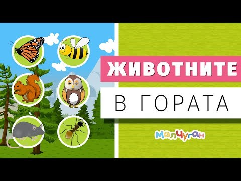 Видео: ЖИВОТНИТЕ в гората 🐝🐇🐻