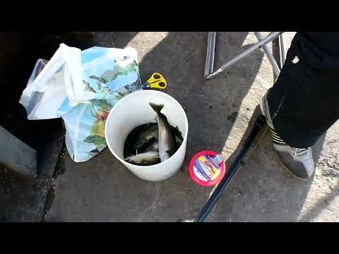 Видео: МУРМАНСК. Рыбалка с плавпричала.