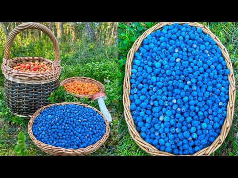 Видео: МОРОШКА и ОГРОМНЫЙ ЛОСЬ и ПЕРВАЯ ГОЛУБИКА и ПОДОСИНОВИКИ и ПЕРВАЯ МАЛИНА и ЗЕМЛЯНИКА Грибы 2024 ЩУКА