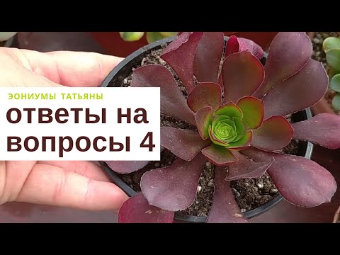 Видео: Ответы на вопросы 4