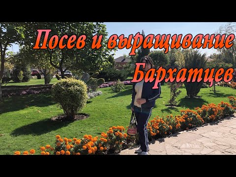 Видео: Бархатцы крупноцветковые. Посев и выращивание