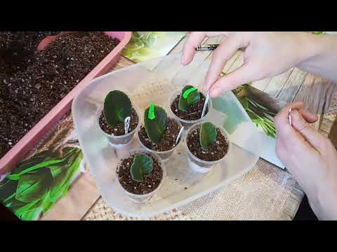 Видео: Фиалки почтой! Посадочный материал для продажи. Фиалки у Алисы.