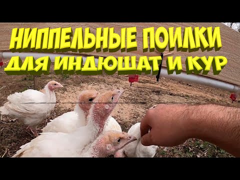 Видео: Ниппельные поилки для индюшат и кур [Жизнь в деревне]