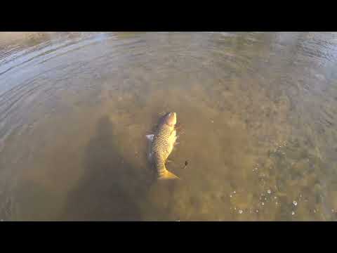 Видео: Охота на сазана 23 марта(охота с рогаткой)