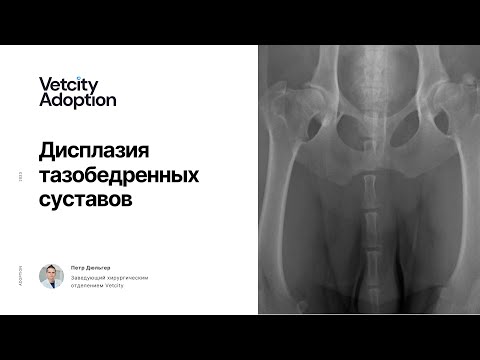 Видео: Дисплазия ТБС. Лекция от VetСity Adoption. Заведующий хирургическим отд. VetCity Clinic Дюльгер Петр