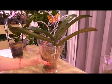 Видео: НАРАЩИВАЮ КОРНИ орхидеям. I'M GROWING ROOTS for orchids.