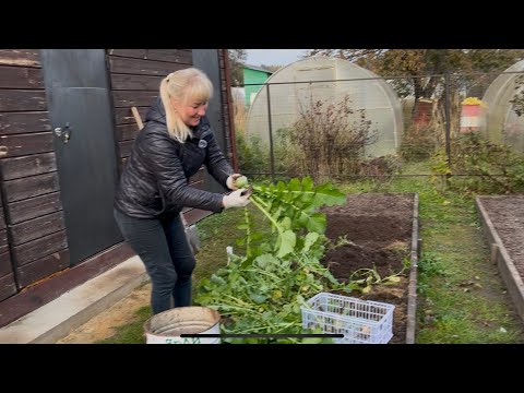Видео: Выбрали редьку/ Подготовили грядки/ 🏡