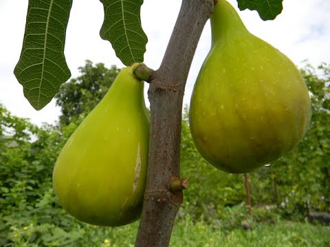 Видео: Инжир в контейнере.