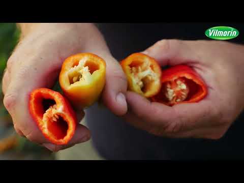 Видео: Традиционные острые перцы для свежего потребления и консервации