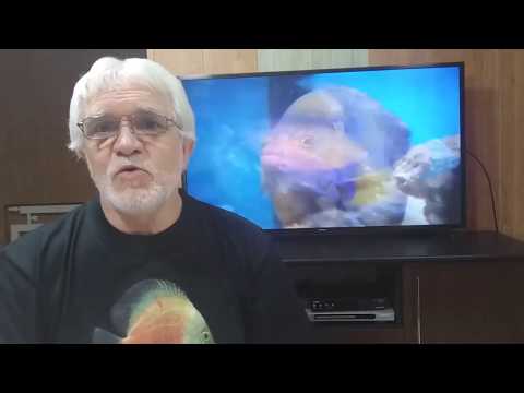 Видео: Питание дискусов 5. (Резюме).