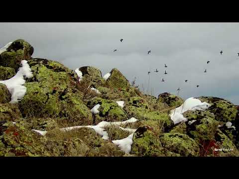 Видео: SHOTKAM KEKLİK AVLARIM.HARE PARTRİDGE HUNTİNG охотa. куропатку.Κυνήγι Πέρδικας.Rebhuhnjagen