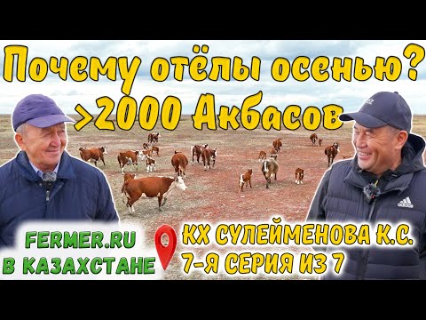 Видео: Казахская белоголовая или Герефорд? Экономика осеннего отёла. Верблюды в КХ Сулейменова К.С.