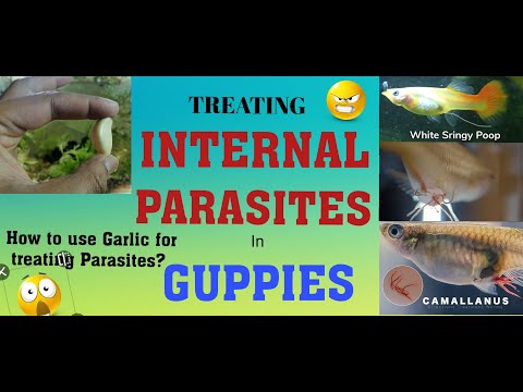 Видео: Как лечить внутренних паразитов у гуппи | Внутренние паразиты у рыб | #внутренниепаразитырыб
