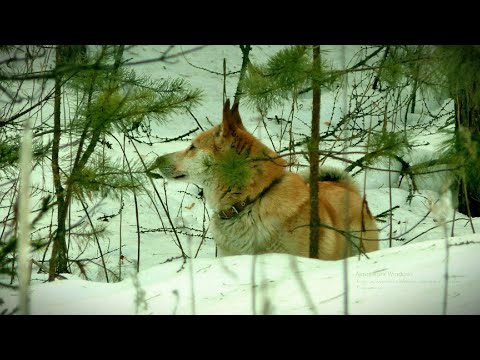 Видео: ПОСЕТИЛИ ИЗБУ. СОЛОНЕЦ НА ЗАЙЦА И БЫТОВУХА МЕЖСЕЗОНЬЯ. ПОТЕРЯЛИ СОБАК!