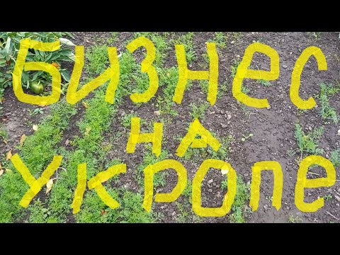 Видео: Укроп. Бизнес на укропе. Сеем укроп 4 сентября.