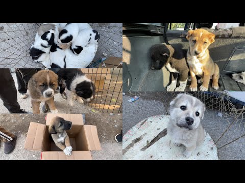 Видео: 🆘Сагбозори Хучанд Харидоро Мархамат 🆕