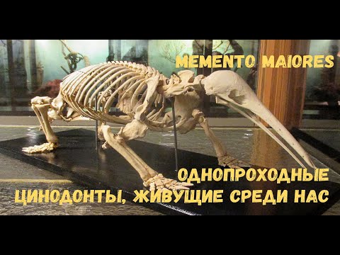 Видео: Однопроходные - цинодонты живущие среди нас. Помни о предках