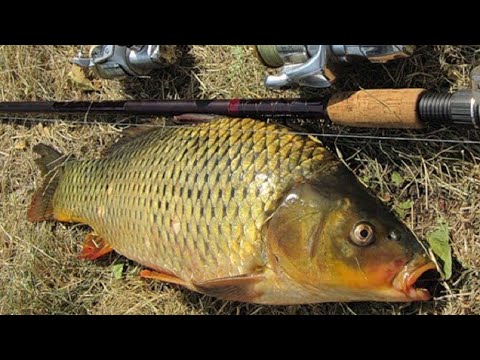 Видео: Как поймать карпа? Ловля капризного карпа в июне.