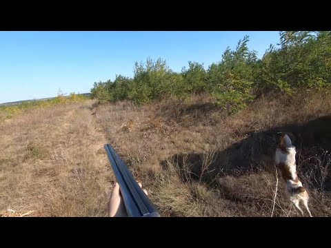 Видео: Охота на перепела. Тест патронов с разной навеской. Hunting.(День первый).