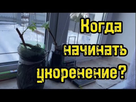 Видео: Когда начинать укоренение виноградной лозы?/Черенки винограда