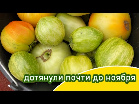 Видео: конец октября Сортовая теплица