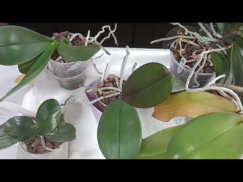 Видео: Рисовая вода удивляет...💦🌿