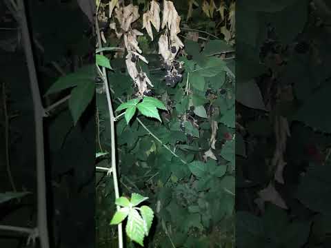 Видео: Срочно обрабатывайте этим в сентябре. Или корень съедят.  2025. 