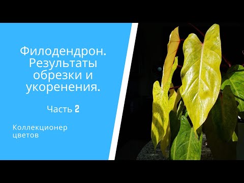 Видео: Филодендрон Медуза или Painted Lady. Результаты обрезки и укоренения. Часть 2.