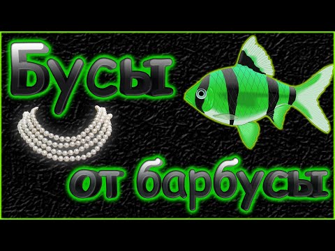 Видео: собираем икру Барбусов GloFish. Выдавливаем икру у не отнерестившихся самок.