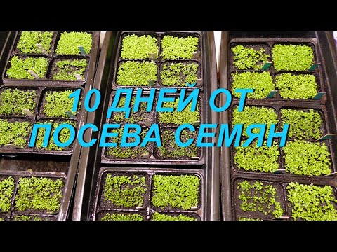 Видео: 10 ДНЕЙ ОТ ПОСЕВА СЕМЯН . ТАБАК .