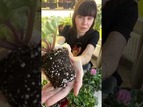 Видео: Пересадка girl стандартной розетки после снятия с неё черенков. Часть 2.