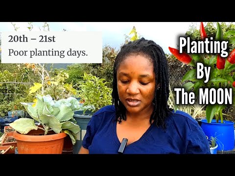 Видео: ЛУЧШИЕ ДНИ ДЛЯ ПОСАДКИ В НОЯБРЕ 2025 ГОДА ПО ВЕРСИИ THE MOON