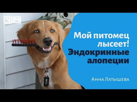 Видео: Мой питомец лысеет или эндокринные алопеции