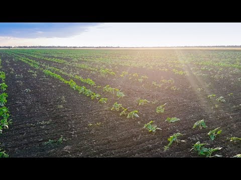 Видео: Боронуем подсолнечник